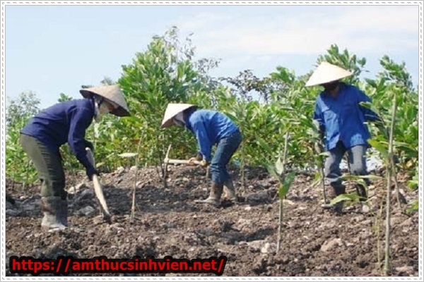 bảo vệ m&ocirc;i trường tr&ecirc;n thế giới